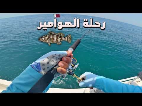 صيد الهامور بطريقة الطعم الحي Live bait for Grouper