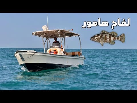 لفاح هامور و تجربة هيبو ترولنق موتور Grouper Fishing And Using Haibo Trolling Motor