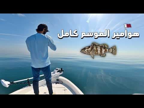 صيد هوامير للموسم كامل 2025/2026 All Grouper Catches of the Season