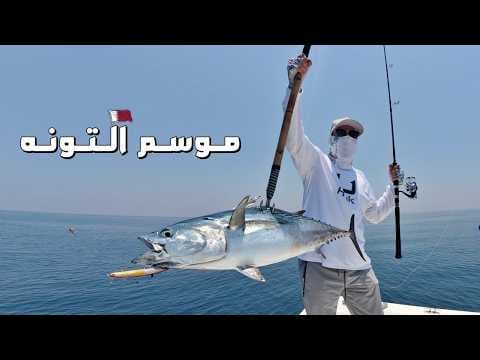 موسم صيد التونه في قطر Tuna Season In Qatar