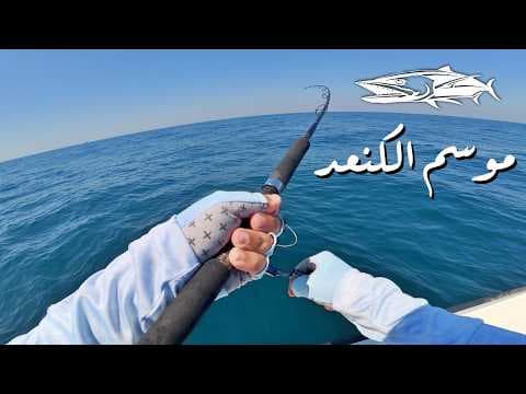 موسم صيد الكنعد في قطر Kingfish Season In Qatar